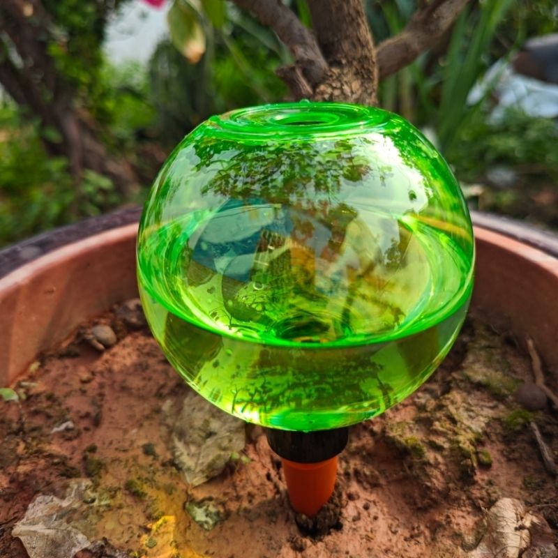 3 Globos Grandes de Autoirriga - Plant Watering Globe avaliação e preço